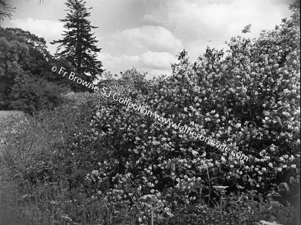 FLOWERS UNDER TREE